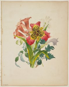 Bouquet de Trumpet Vine, do Dicionário de Flora, 1838